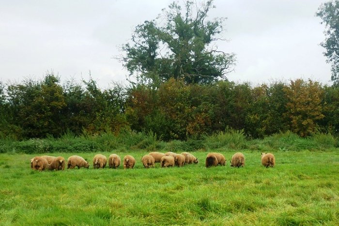 Turning ram lambs out onto fresh pasture